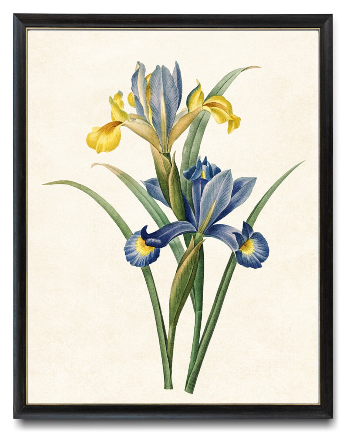 Blue and Gold Irises Vintage Botanical Art Print