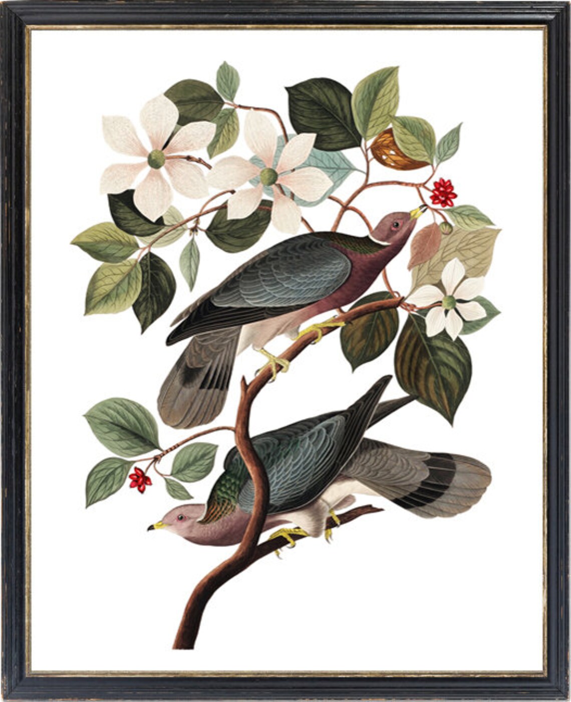 Audubon Bird Print, Vintage Pigeon and Dogwood - Image 3