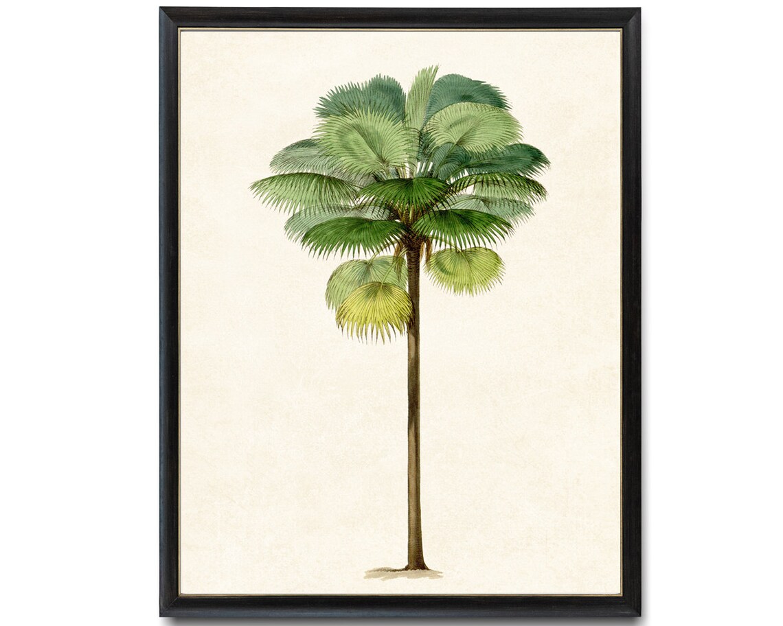 Tropical Palm Tree Antique Illustration Art Print - Image 4