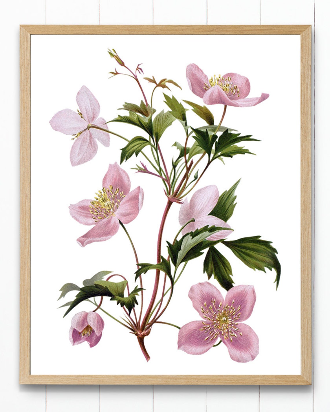 Pink Clematis Blossoms Vintage Botanical Illustration Flower Poster - Image 4