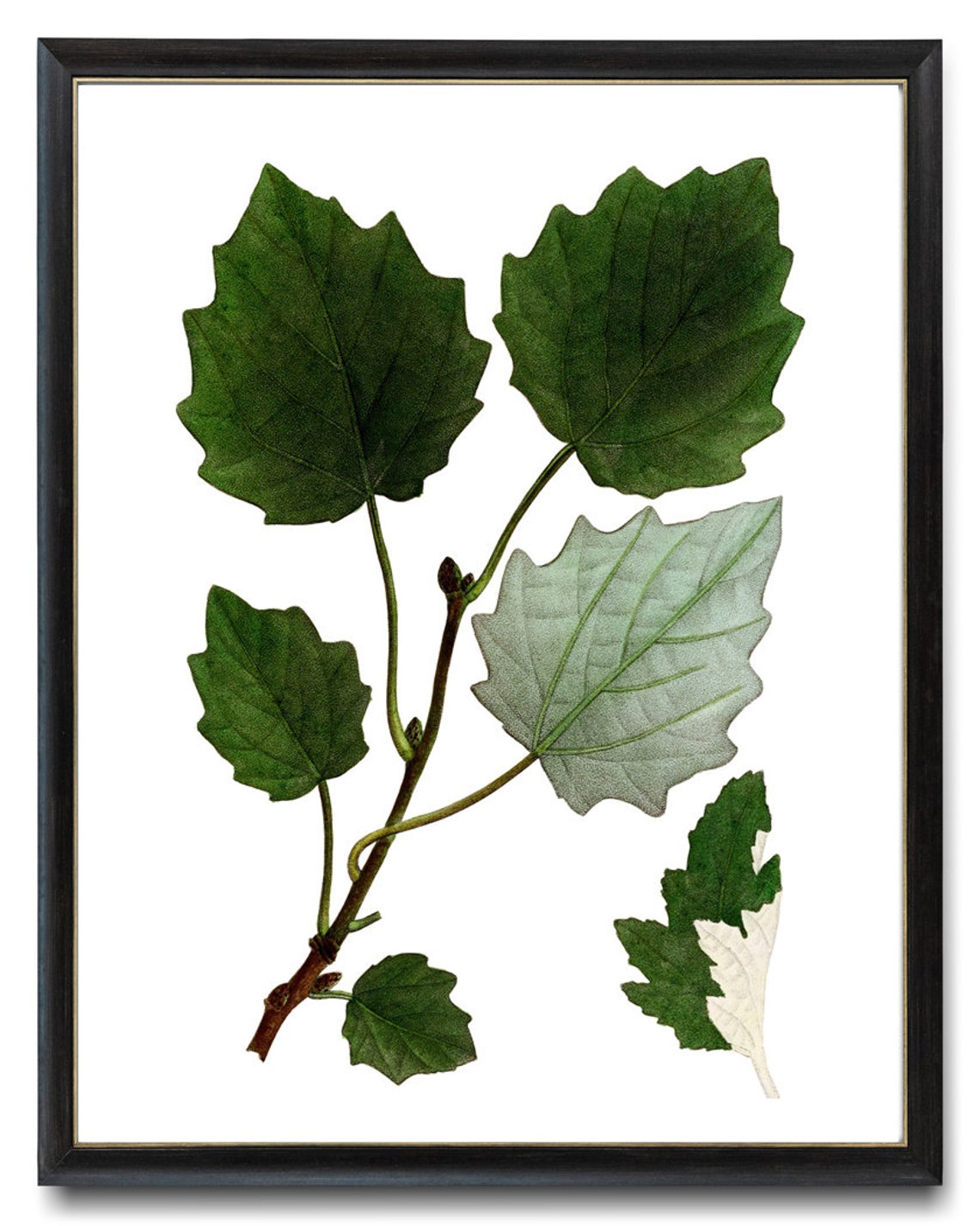 Grey Poplar Silver Leaves Antique Botanical Illustration Print - Image 3