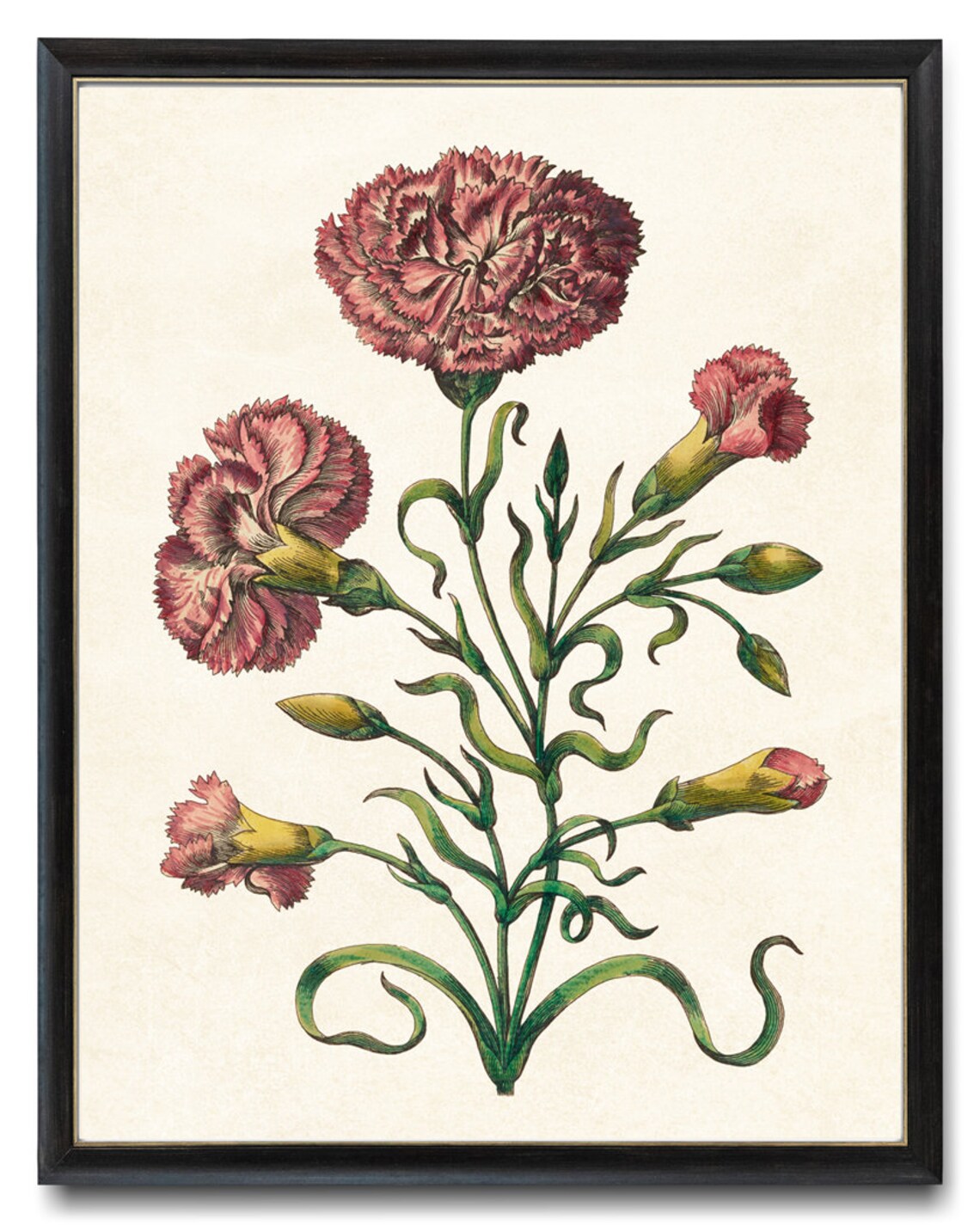 Pink Carnation Print, Antique Flower Illustration