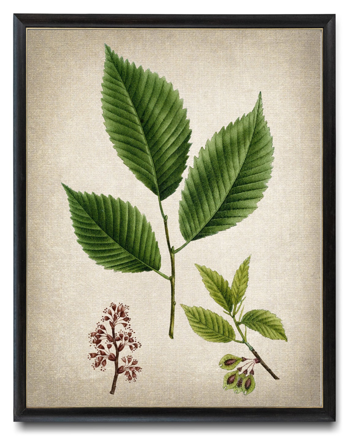 White Elm Leaves Flowers Seeds Vintage Botanical Illustration Print