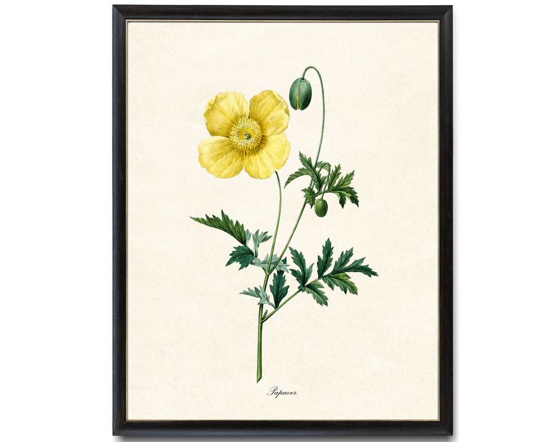 Golden Yellow Poppy Papaver Vintage Botanical Flower Bloom Poster - Image 4