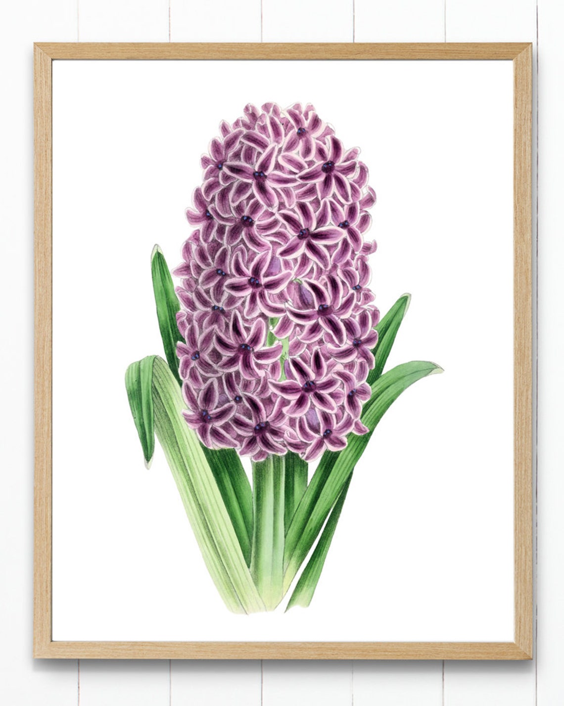 Fragrant Purple Hyacinth Bloom Classic Vintage Botanical Spring Poster - Image 4