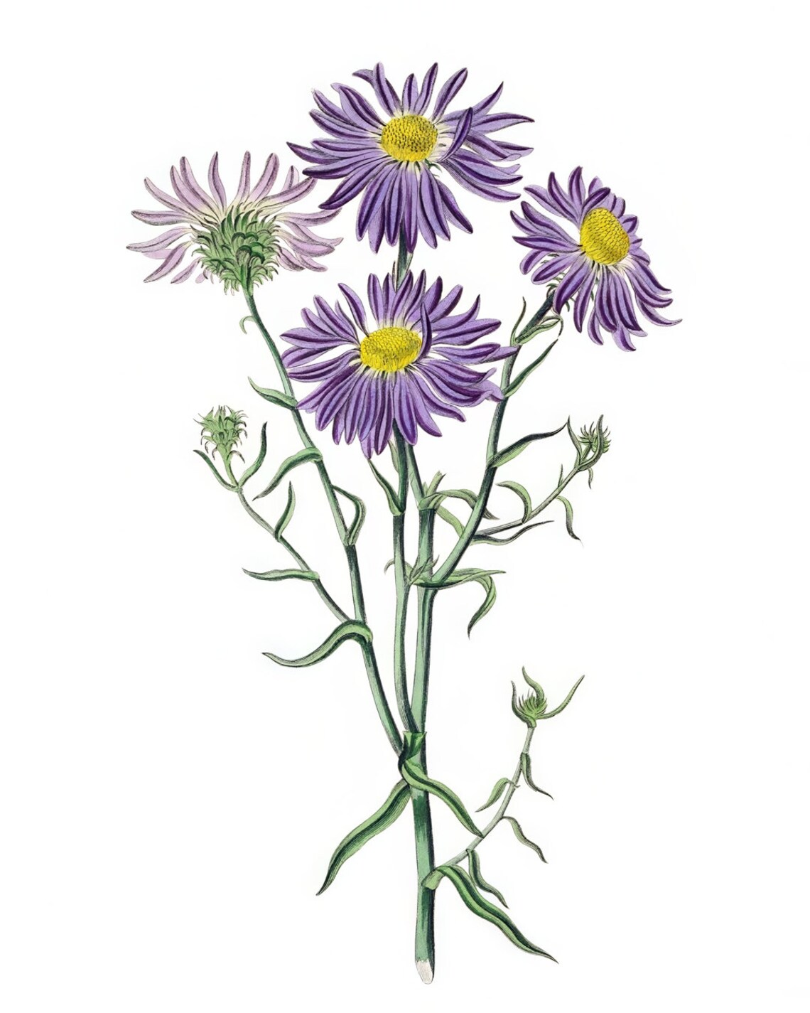 Chilean Aster Vintage Floral Art Print, Botanical Illustration - Image 2