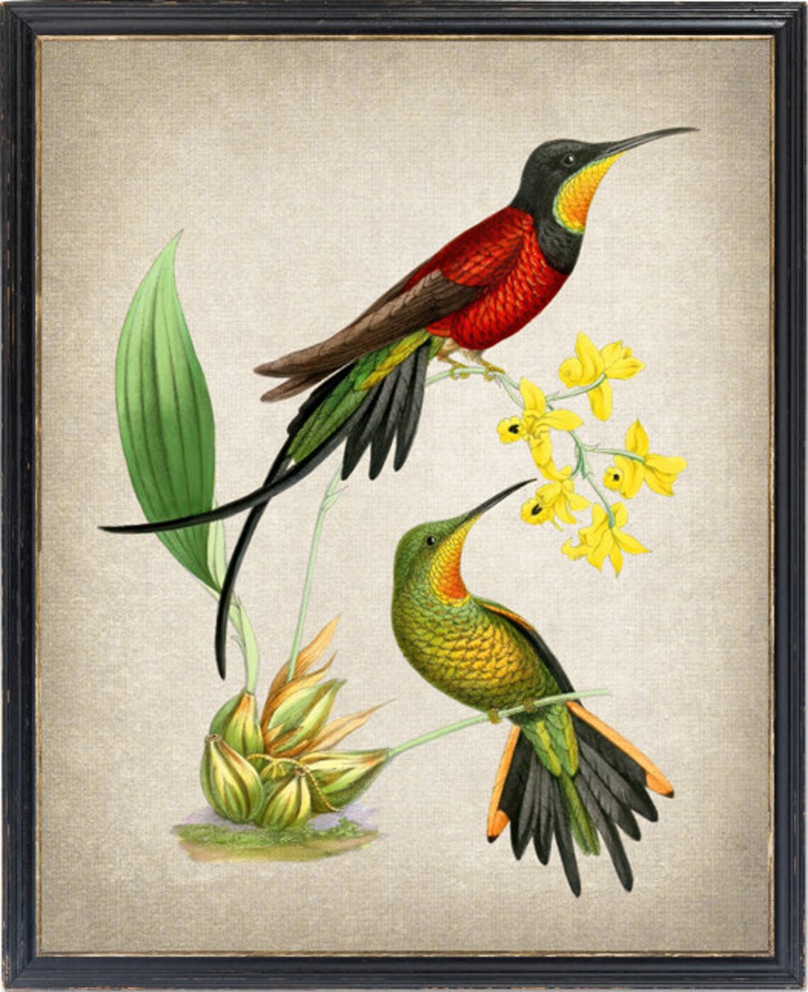 Fiery Topaz Hummingbird Vintage Bird Illustration Art Print