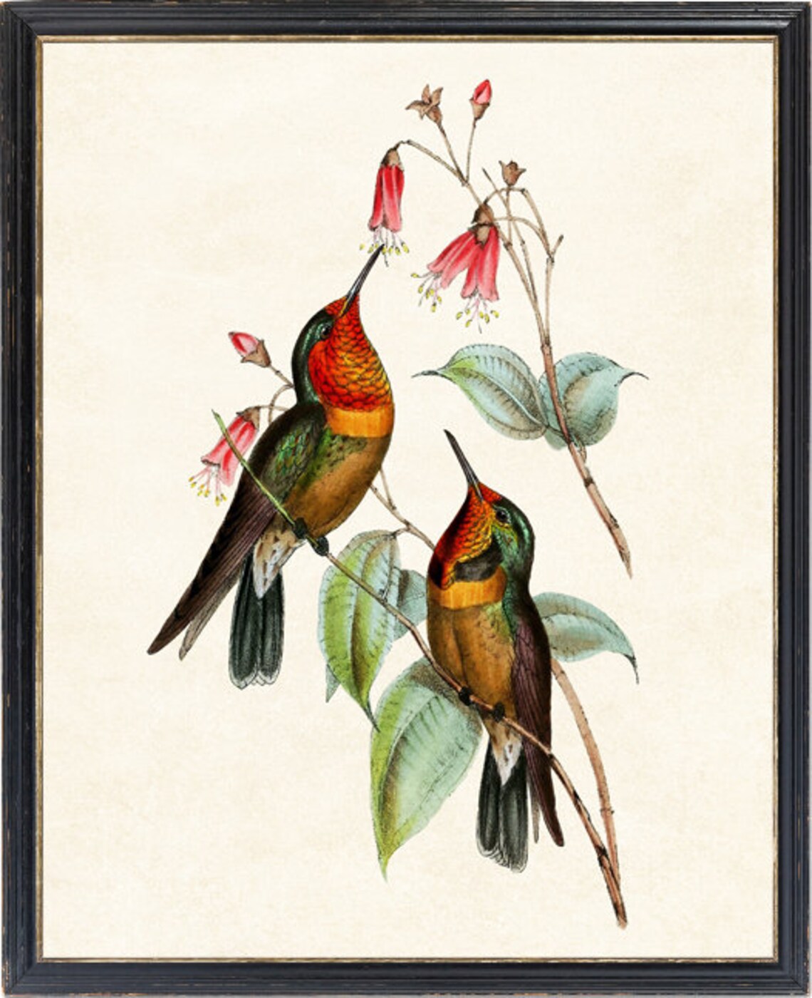 Pair of Coppery Hummingbirds at Red Blossoms Vintage Bird Poster - Image 4