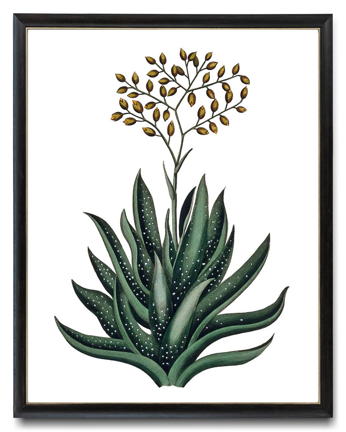 Flowering Aloe Succulent with Golden Buds Vintage Botanical Poster - Image 3
