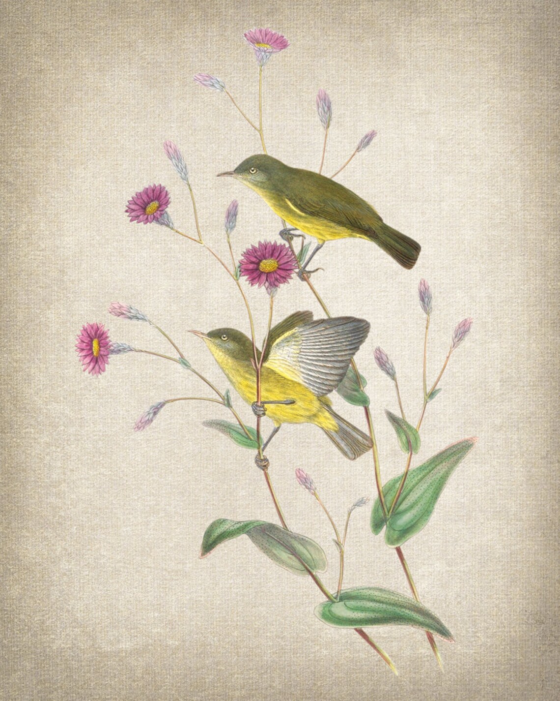 Silky Plumed Honey Eater Bird Vintage Illustration Art Print - Image 2