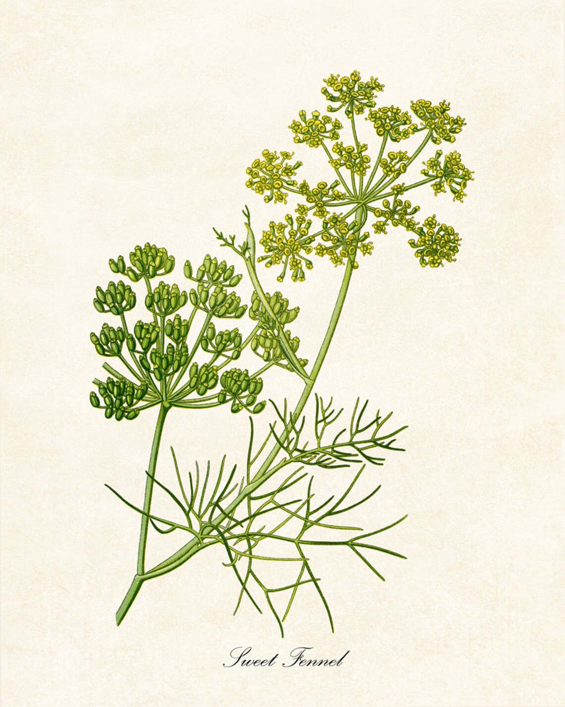 Sweet Fennel Flowering Herb Vintage Botanical Art Print - Image 2