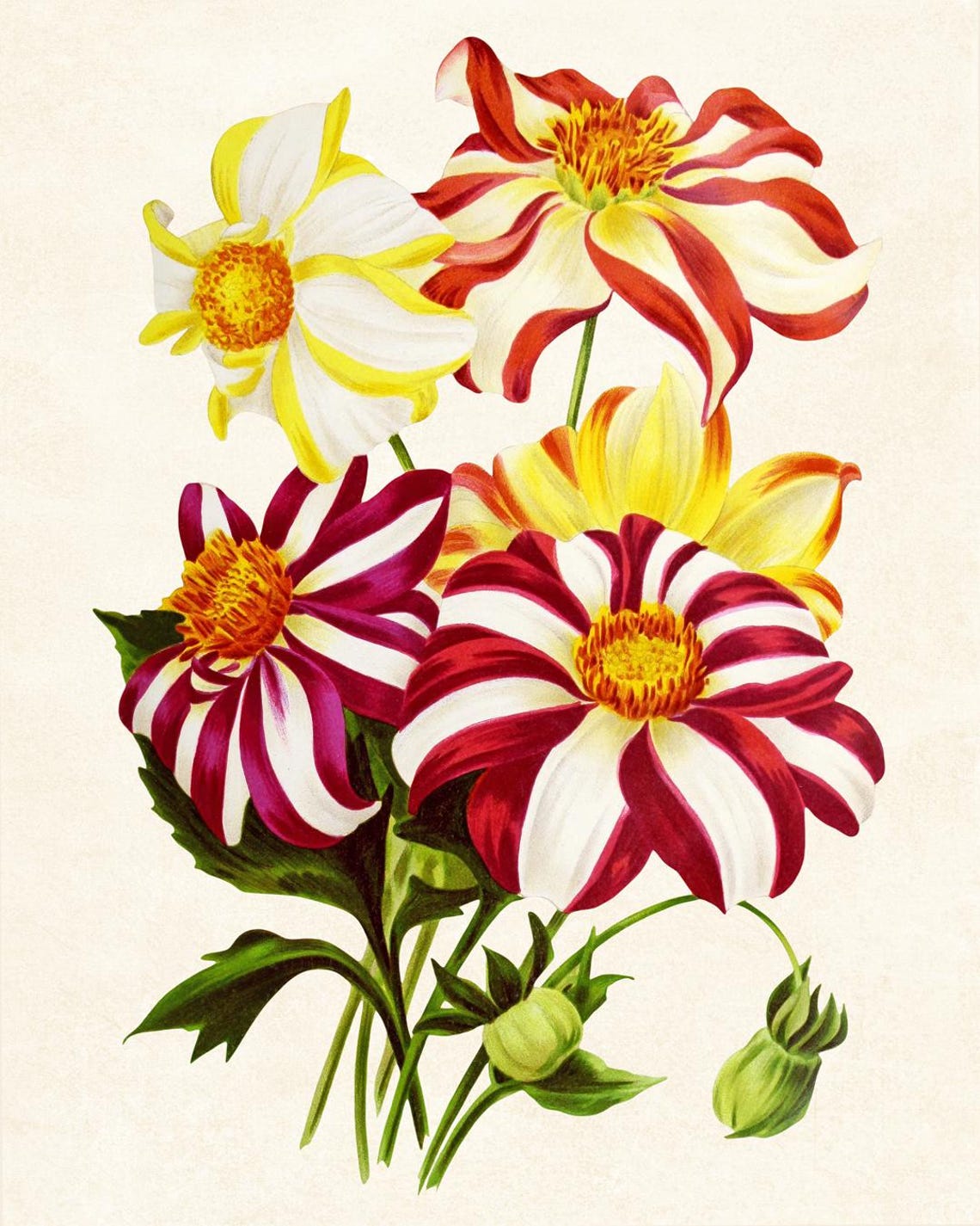 Parisien Dahlia Striped Red White Blooms Vintage Floral Art Poster - Image 3