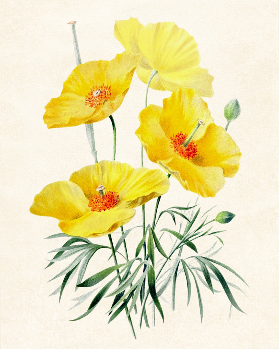 Bright Yellow Poppy Flowers Vintage Botanical Illustration Poster - Image 3