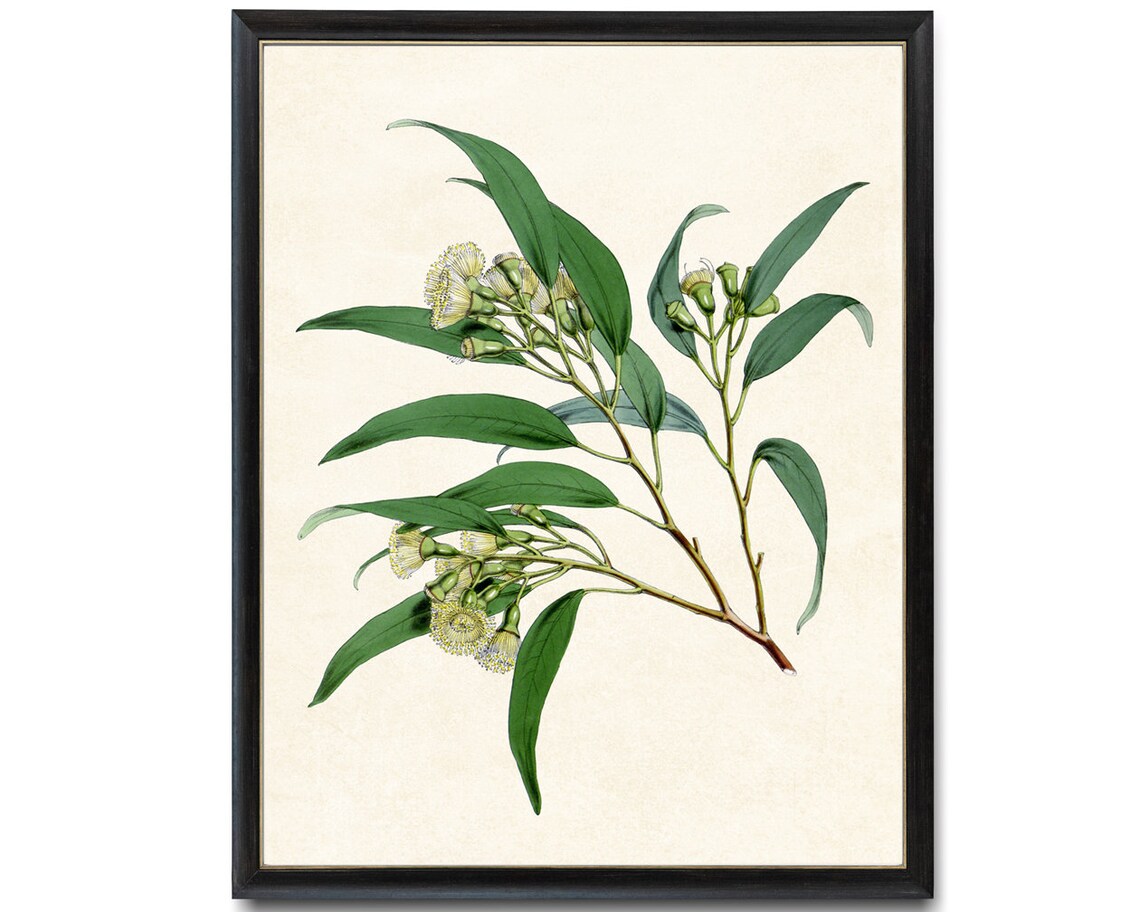 Eucalyptus Botanical Vintage Illustration Art Print - Image 2