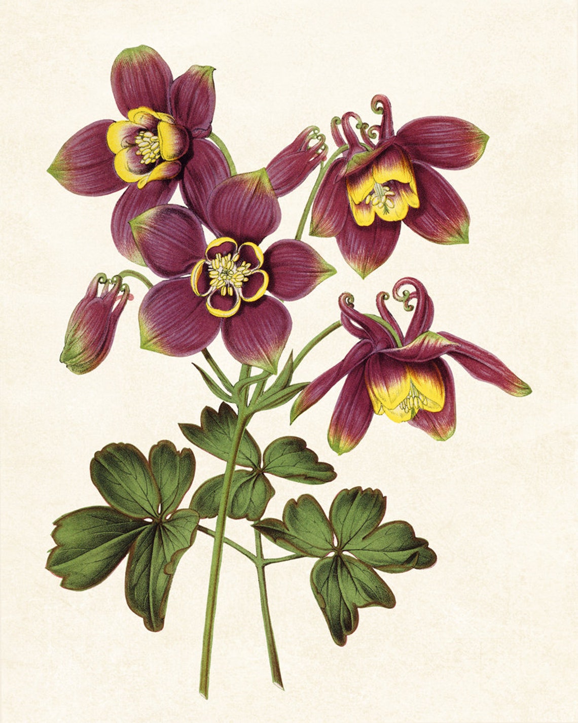 Purple Columbine Flowers Antique Botanical Illustration Poster - Image 3
