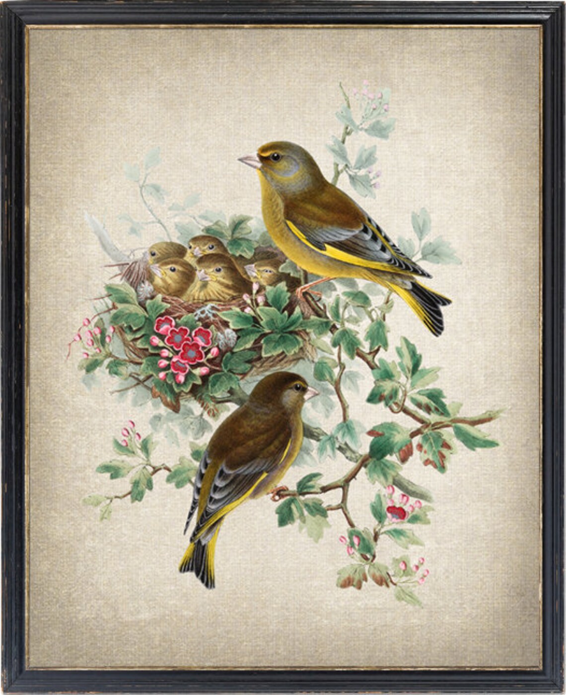 Greenfinch Birds Antique Illustration Art Print