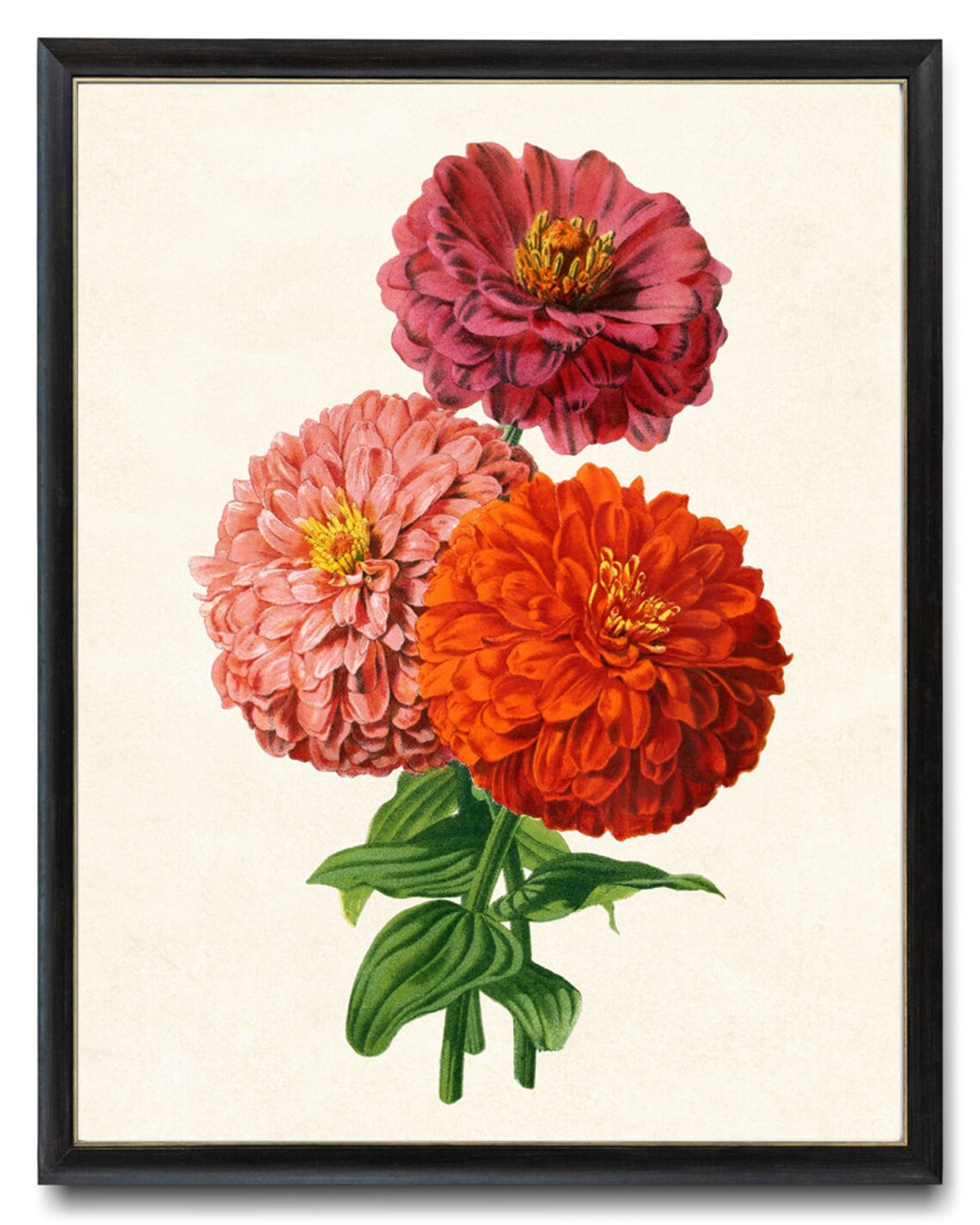 Pink and Red Zinnias Vintage Floral Art Print