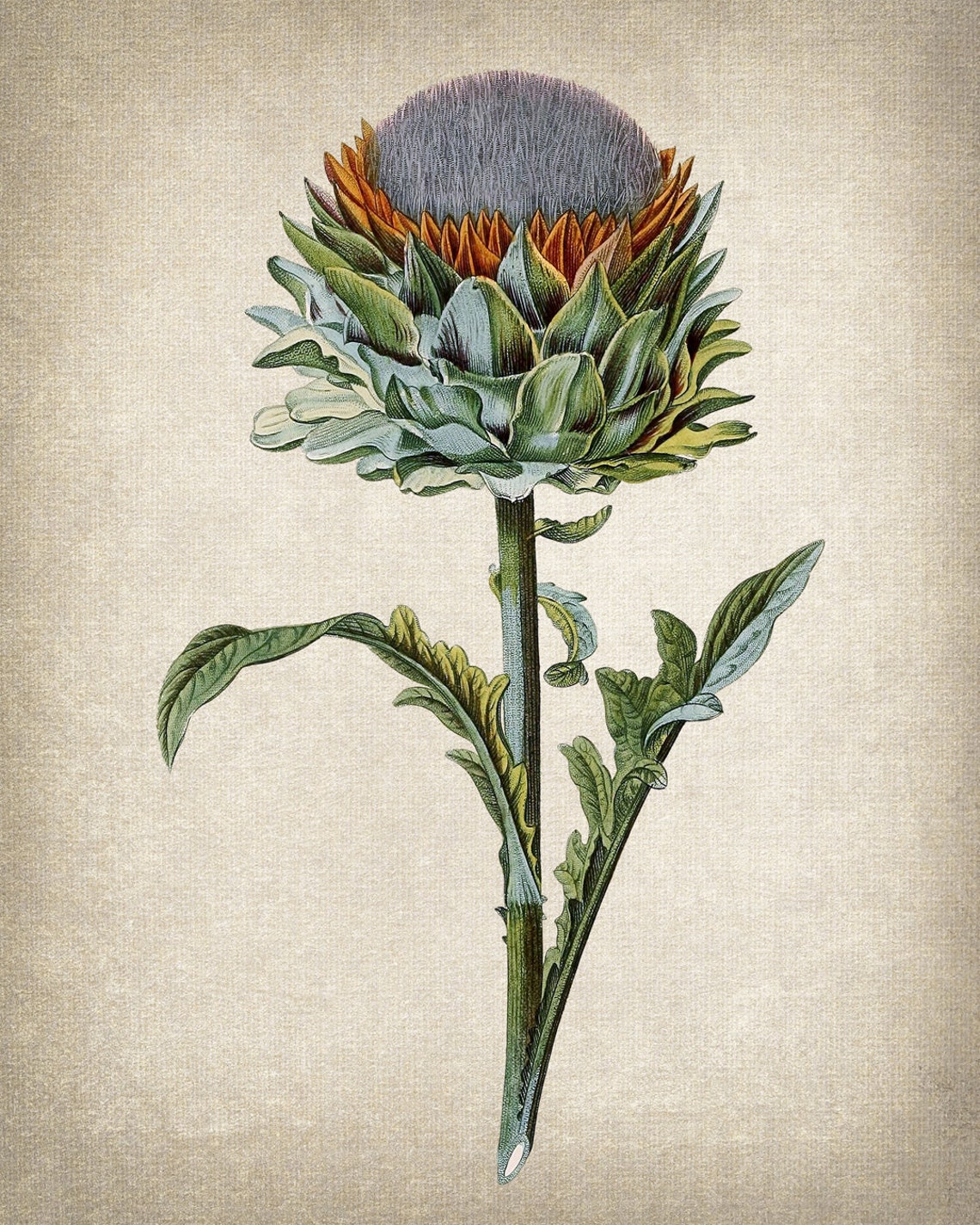 Artichoke Plant Print Antique Botanical Illustration Kitchen Wall Art Instant - Image 2