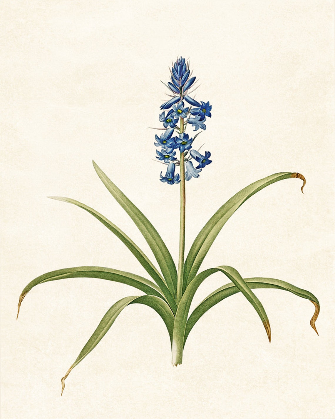 Blue Spanish Hyacinth Blossoms Vintage Botanical Flower Poster - Image 3