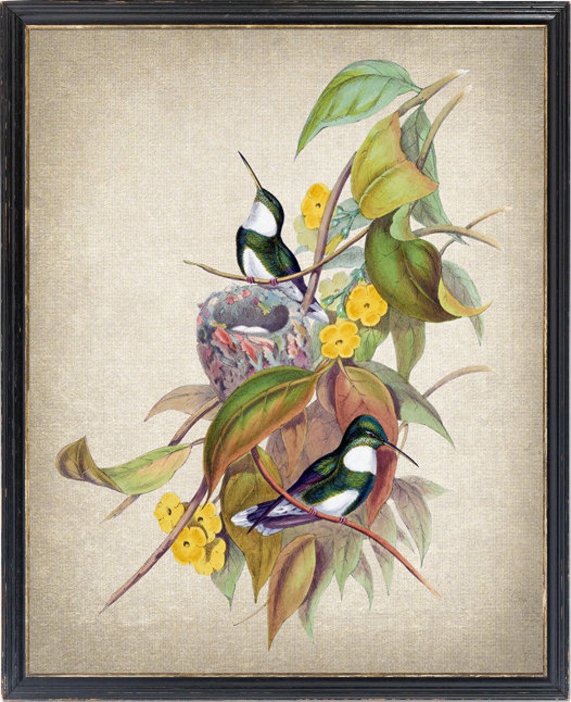 White Throated Hummingbird Pair With Nest Vintage Bird Art Poster