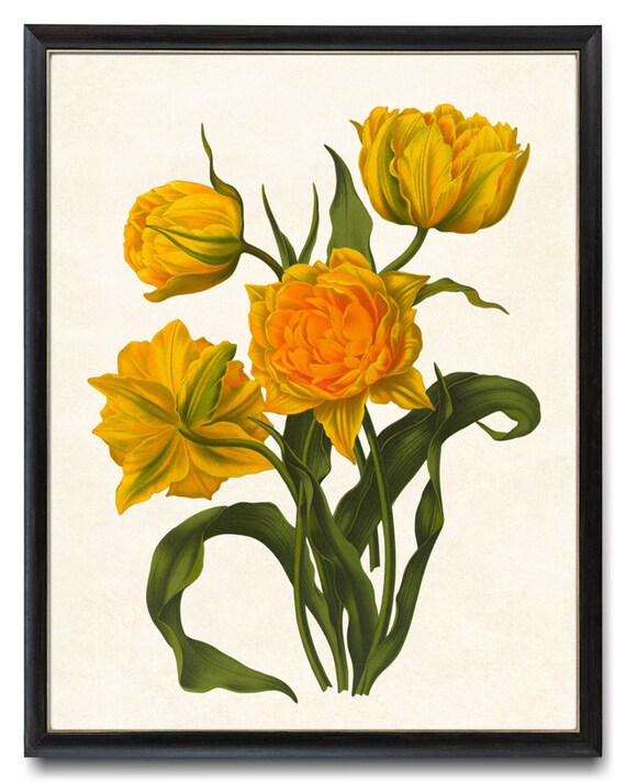 Yellow Tulips Vintage Botanical Flower Illustration Bright Spring Floral Poster