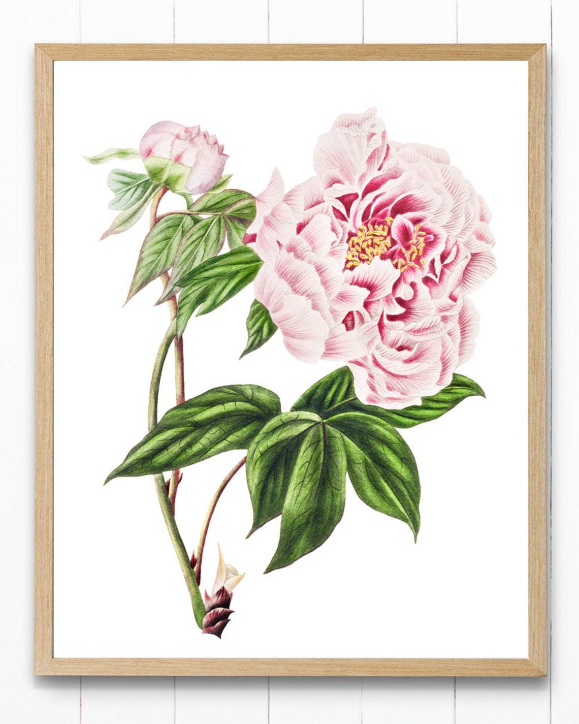 Pink Tree Peony Bloom Vintage Botanical Illustration Art Poster - Image 4