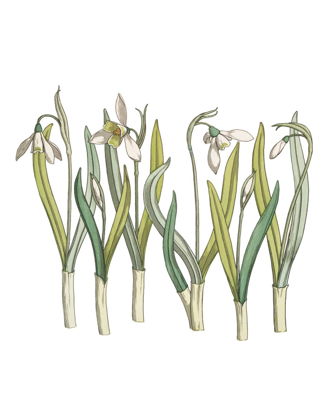 White Snowdrop Flowers in French Art Nouveau Botanical Study Poster - Image 2