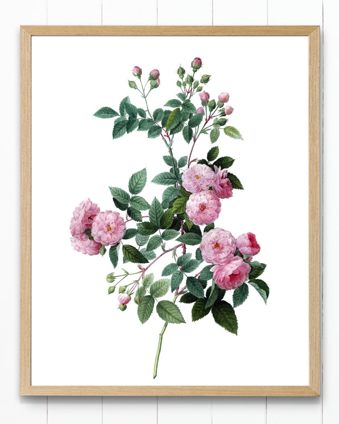 Pink Roses Antique Botanical Illustration Vintage Rose Poster - Image 4