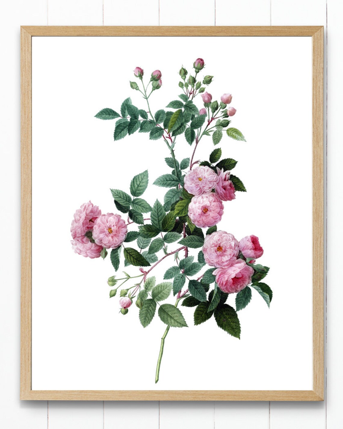 Pink Roses Antique Flower Illustration Art Print - Image 2