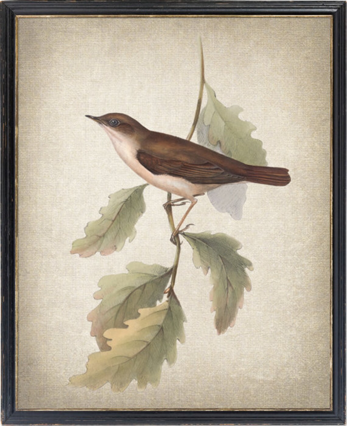 Nightingale Bird Vintage Illustration Art Print