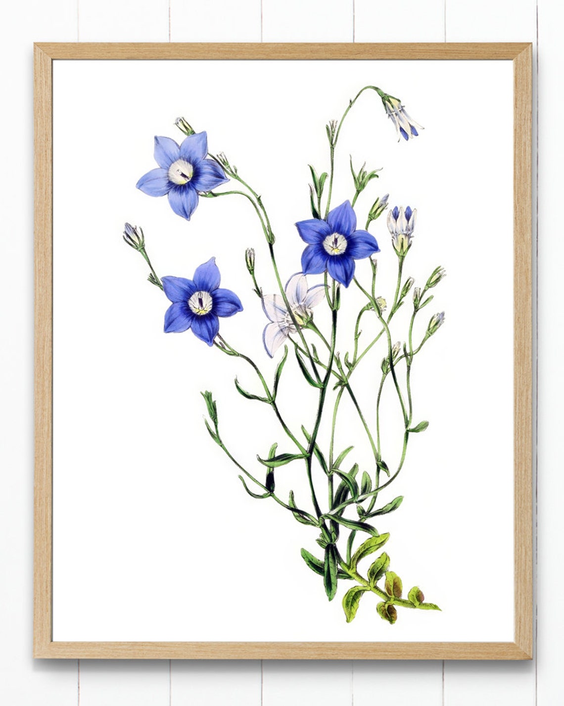 Vintage Blue Star Blossom Wildflower Botanical Illustration Poster - Image 4