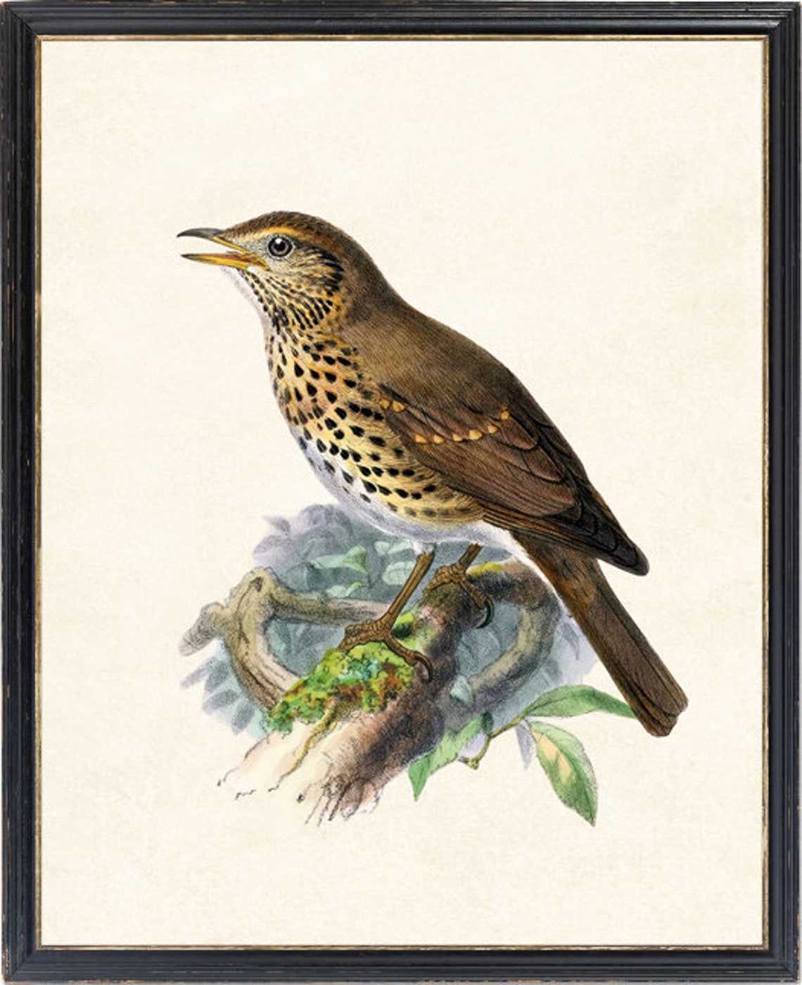 Song Thrush Singing Classic Antique Ornithological Bird Poster - Image 4