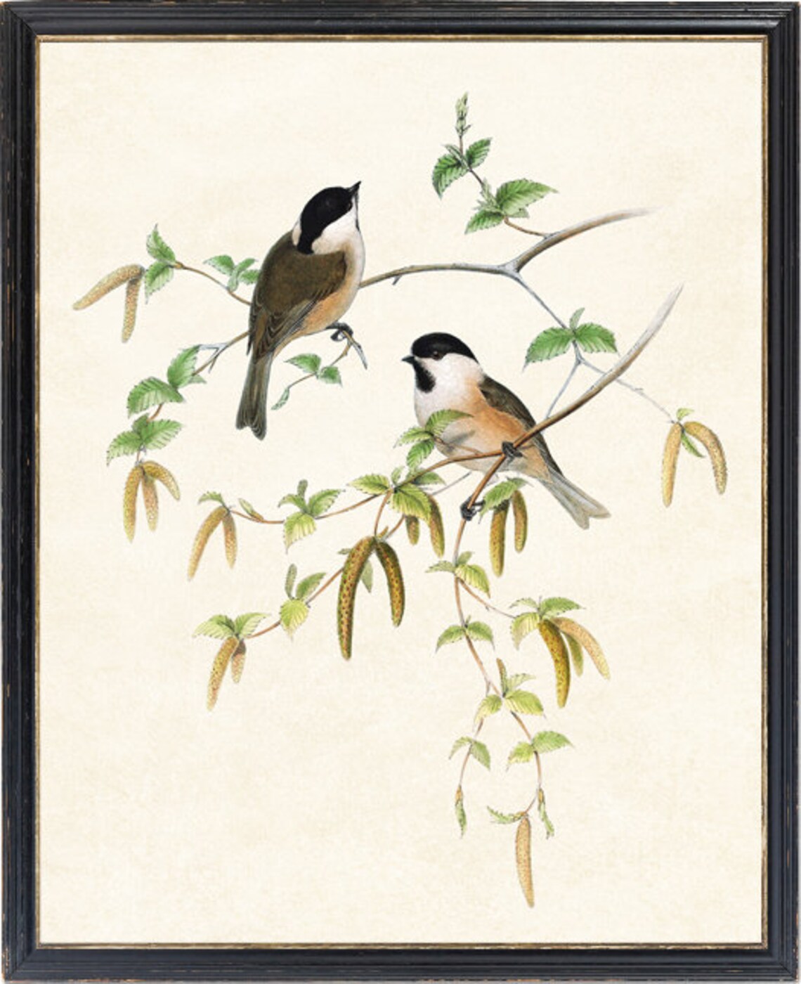 Marsh Tit Songbird Pair Vintage Natural History Bird Branch Poster - Image 4