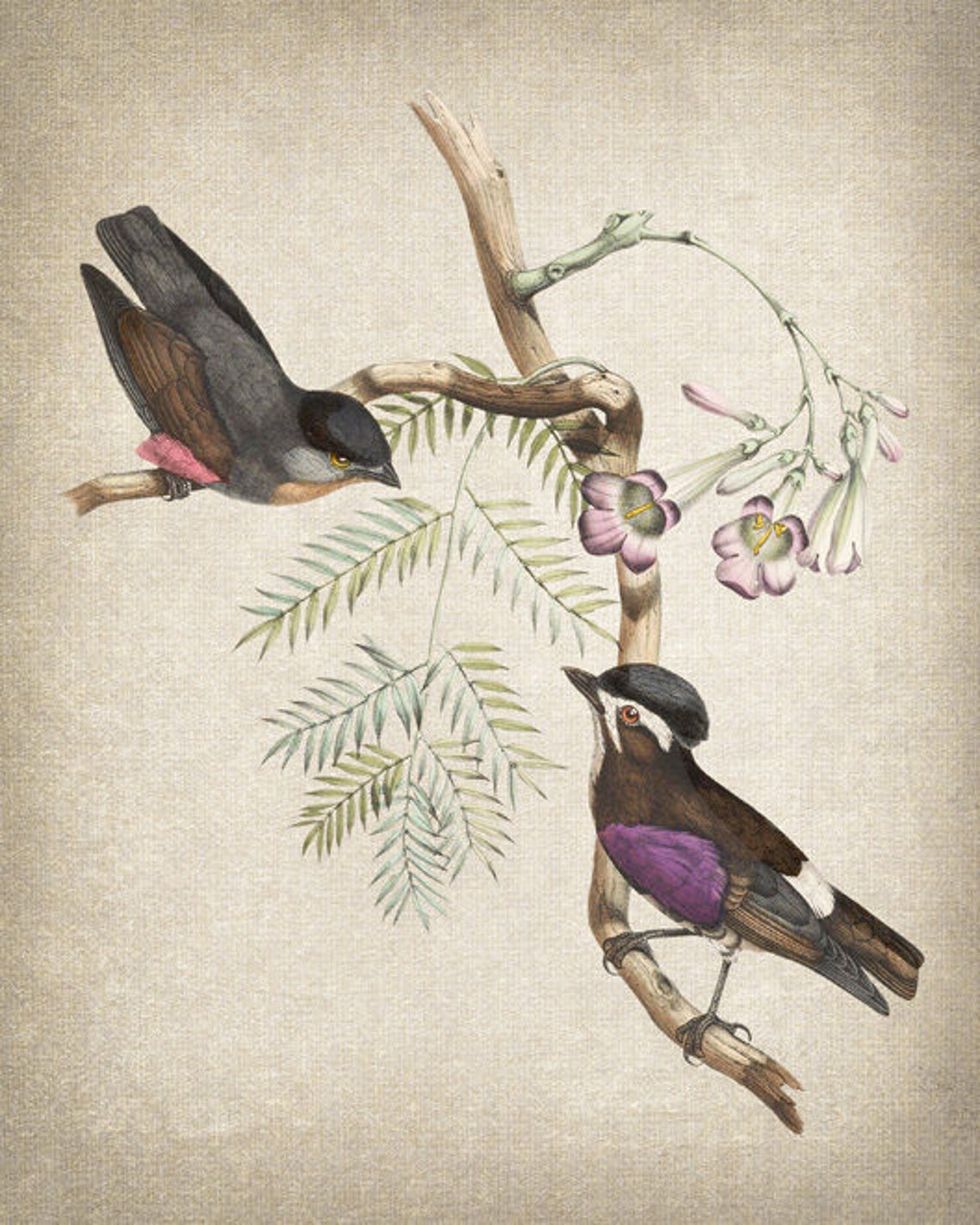 Antique Songbird Pink Flowers Vintage Illustration Bird Art Poster - Image 2