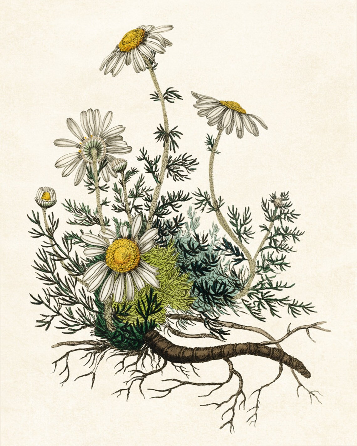 Chamomile Plant Vintage Botanical Art Print - Image 2