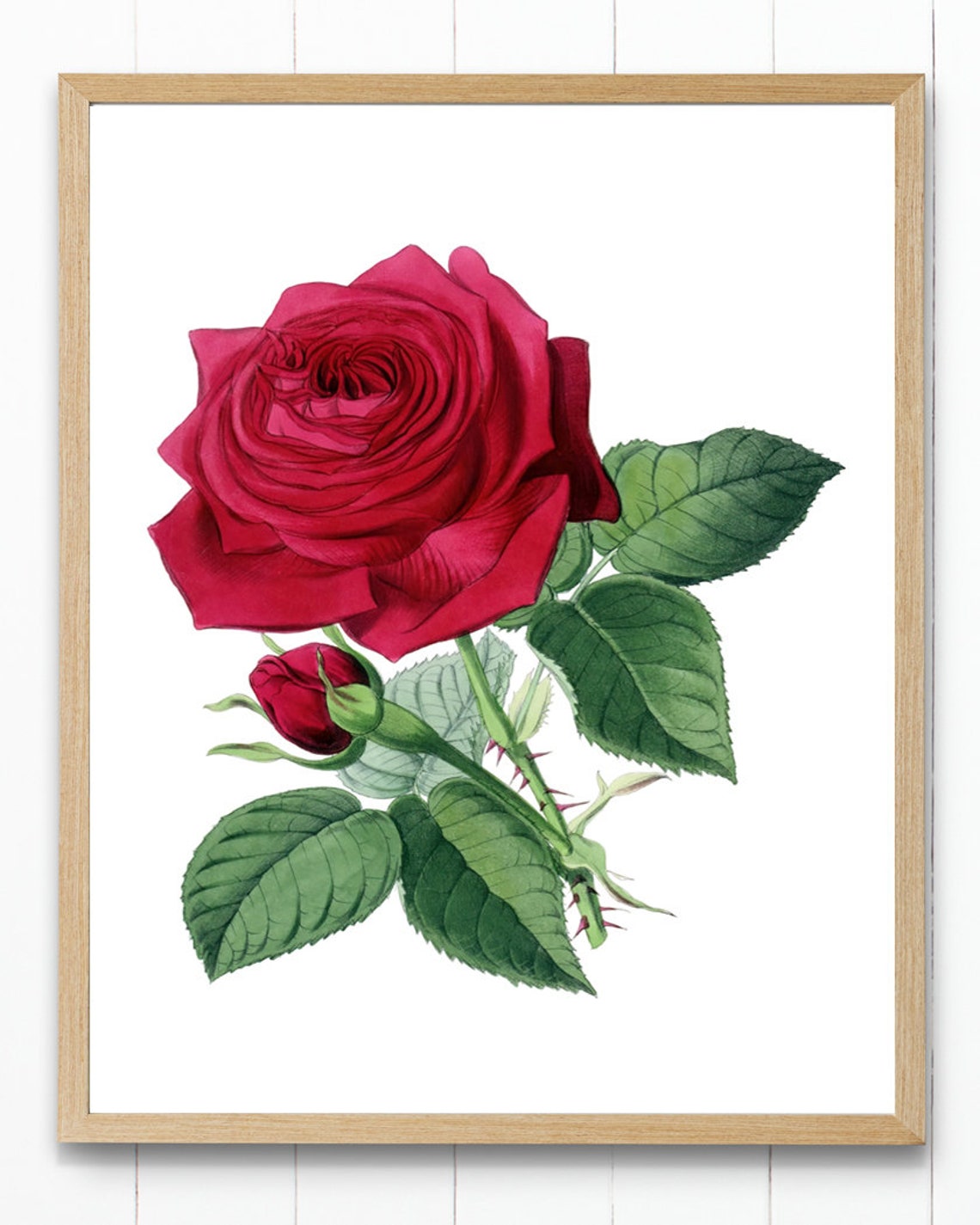 Deep Red Rose Bloom Grand Antique Botanical Illustration Study Poster - Image 4