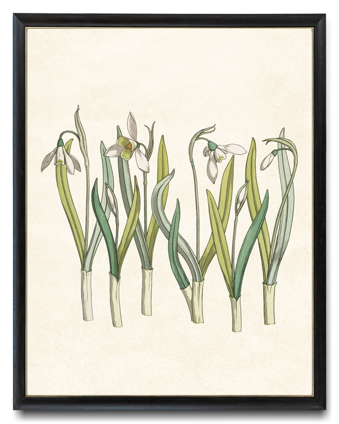 White Snowdrop Flowers in French Art Nouveau Botanical Study Poster