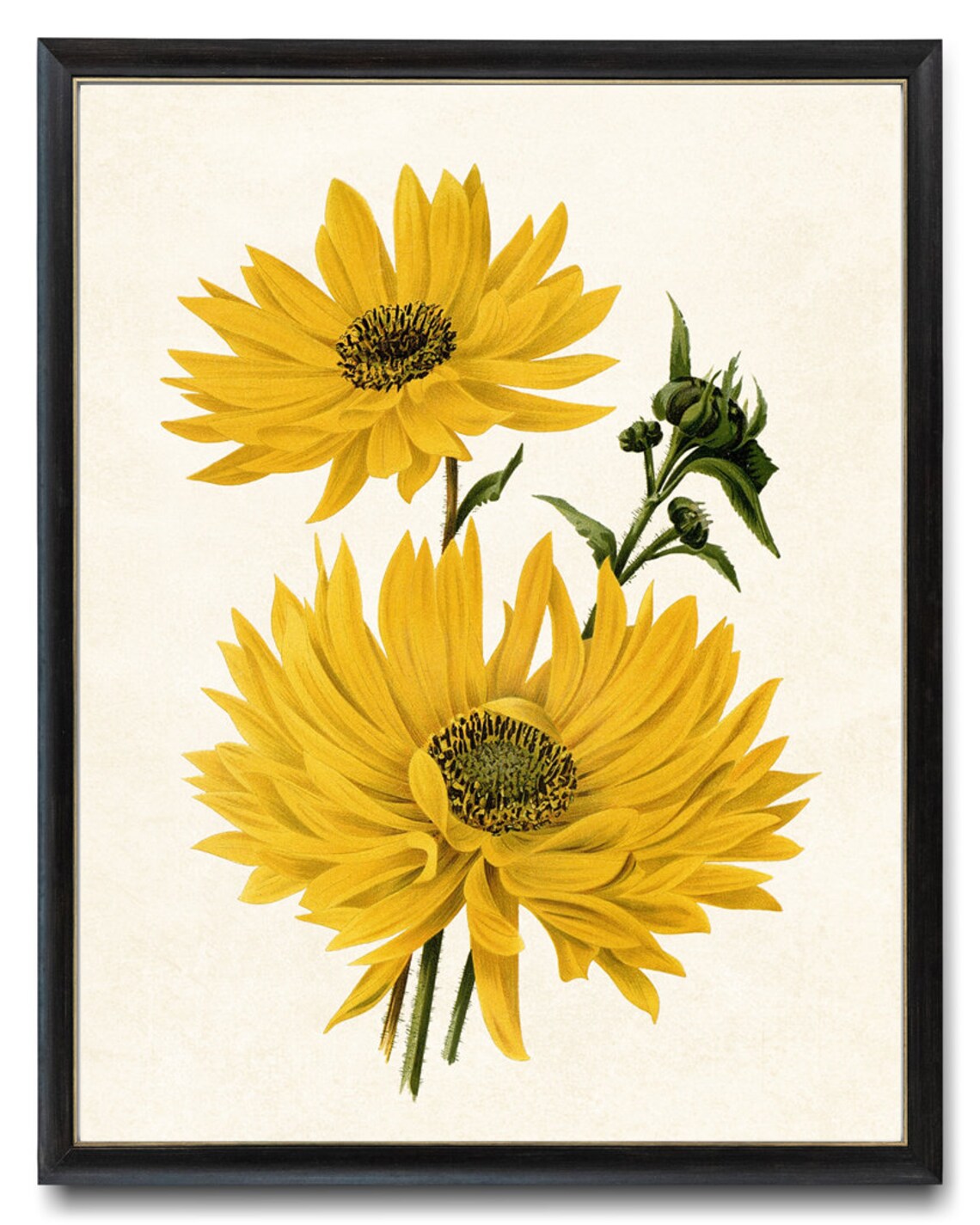 Yellow Flowers Vintage Botanical Art Print