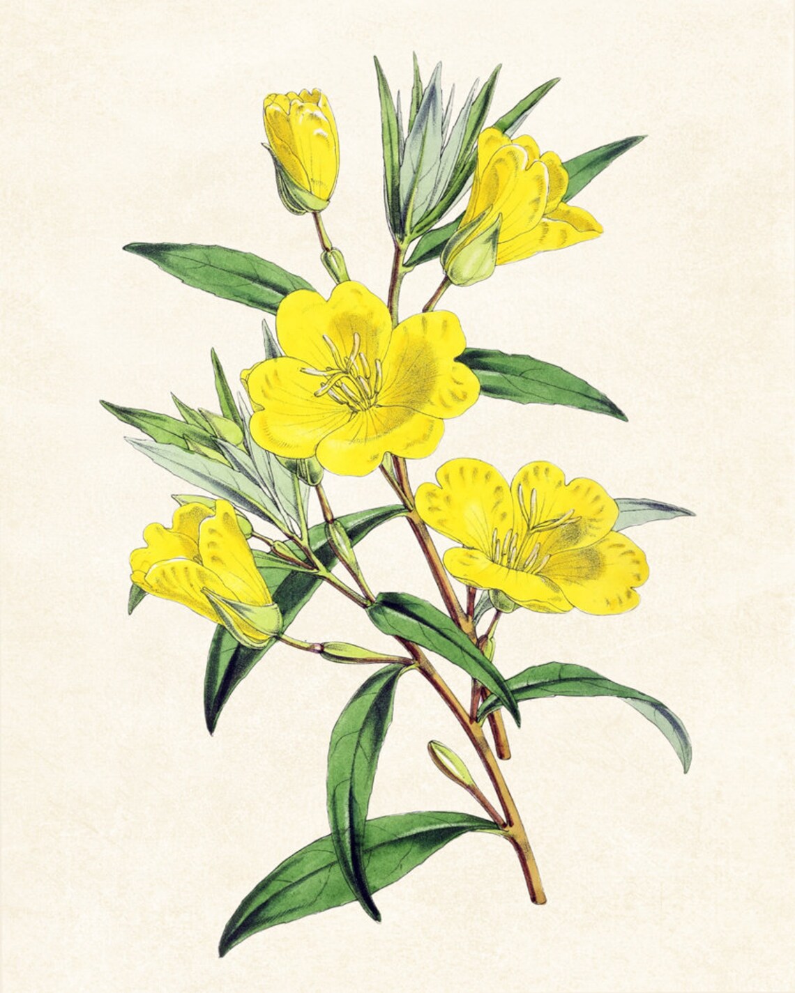Yellow Evening Primrose Vintage Flower Art Print - Image 3