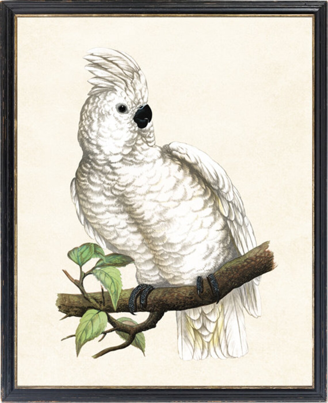 White Cockatoo Perched on Branch Vintage Bird Illustration Poster - Image 2