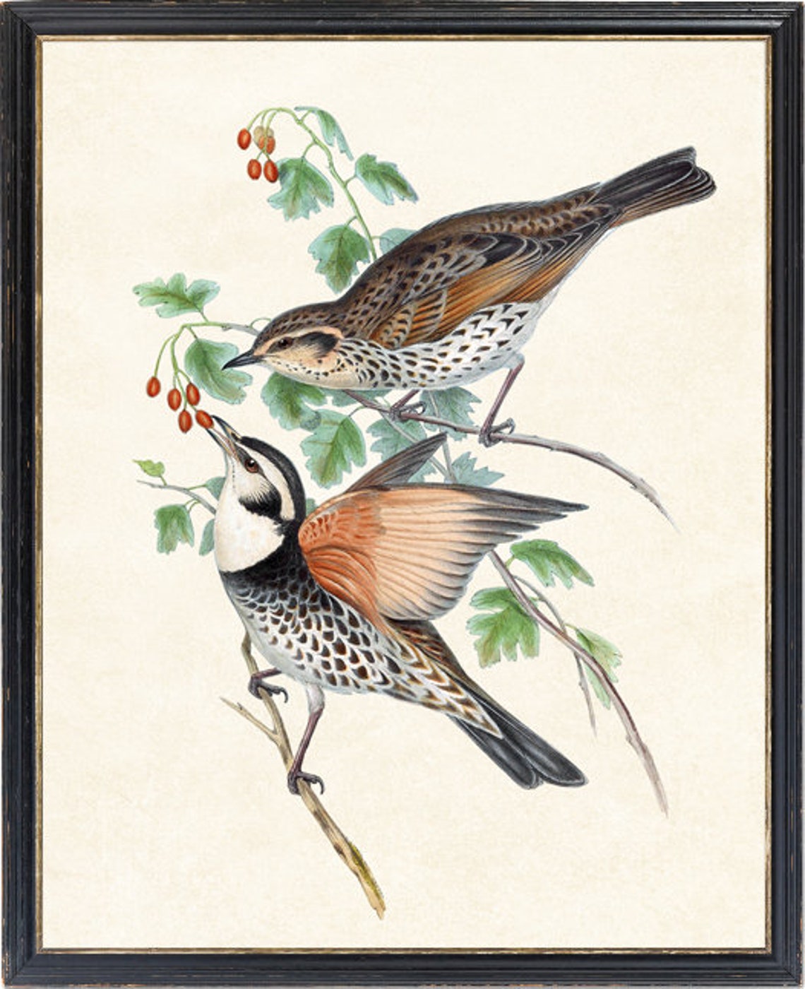 Vintage Thrush Pair Red Hawthorn Berries Bird Illustration Poster - Image 4