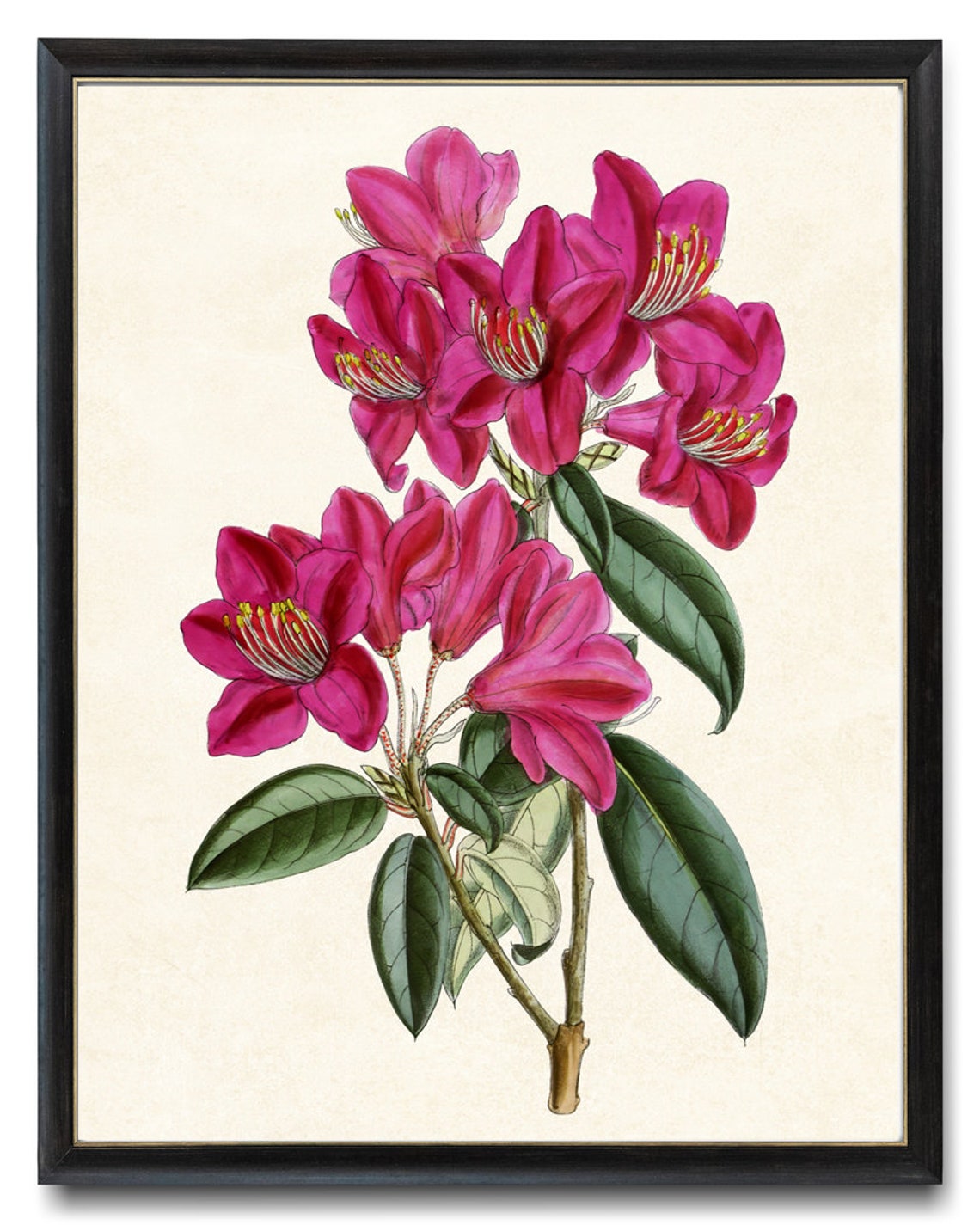 Pink Rhododendron Vintage Botanical Spring Flower Art Poster