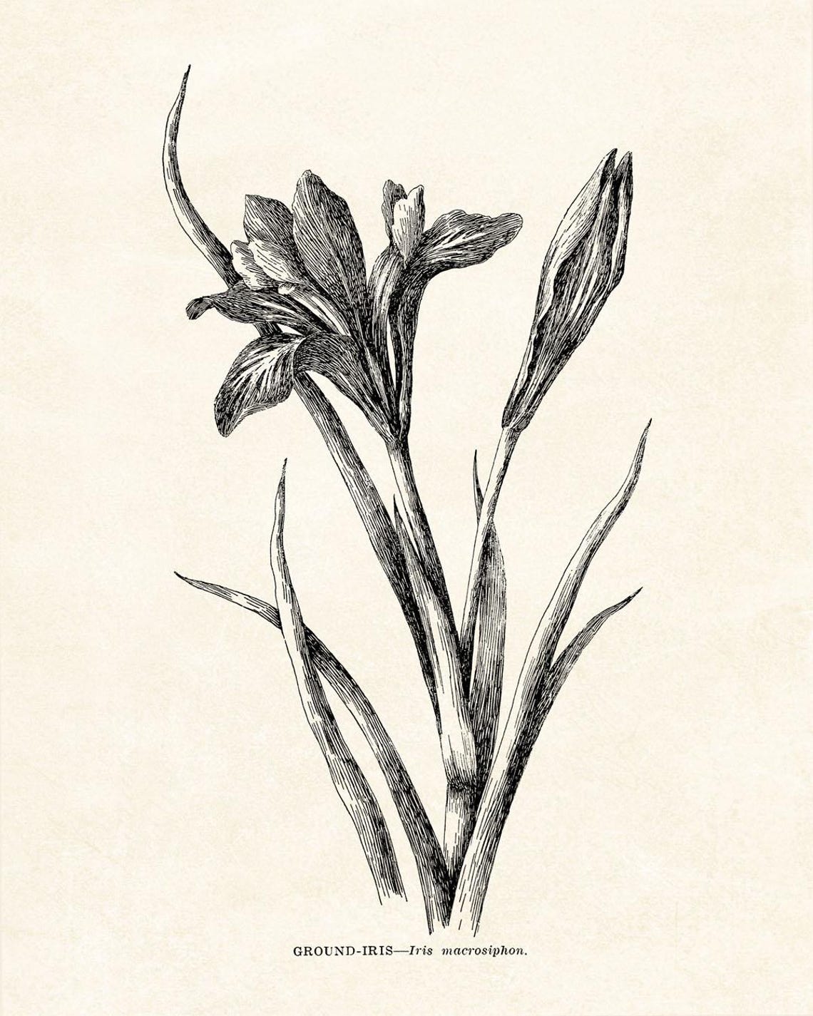 Ground Iris Vintage Botanical Line Art Iris Macrosiphon Poster - Image 2