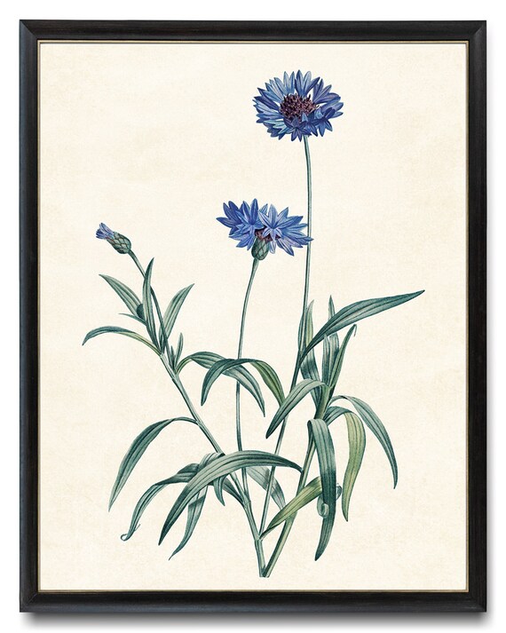 Blue Cornflower Bachelors Button Vintage Flower Art Print