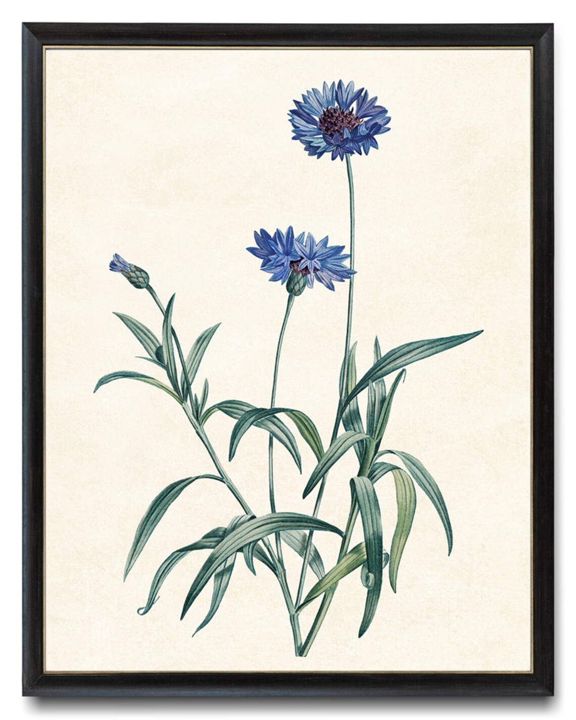 Blue Cornflower Bachelors Button Vintage Flower Art Print