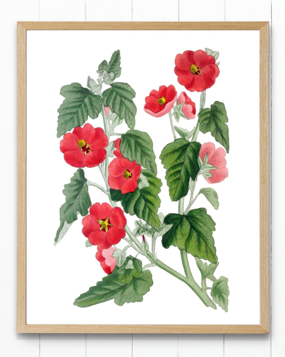 Vintage Red Hollyhock Blossom Botanical Illustration Art Poster - Image 4