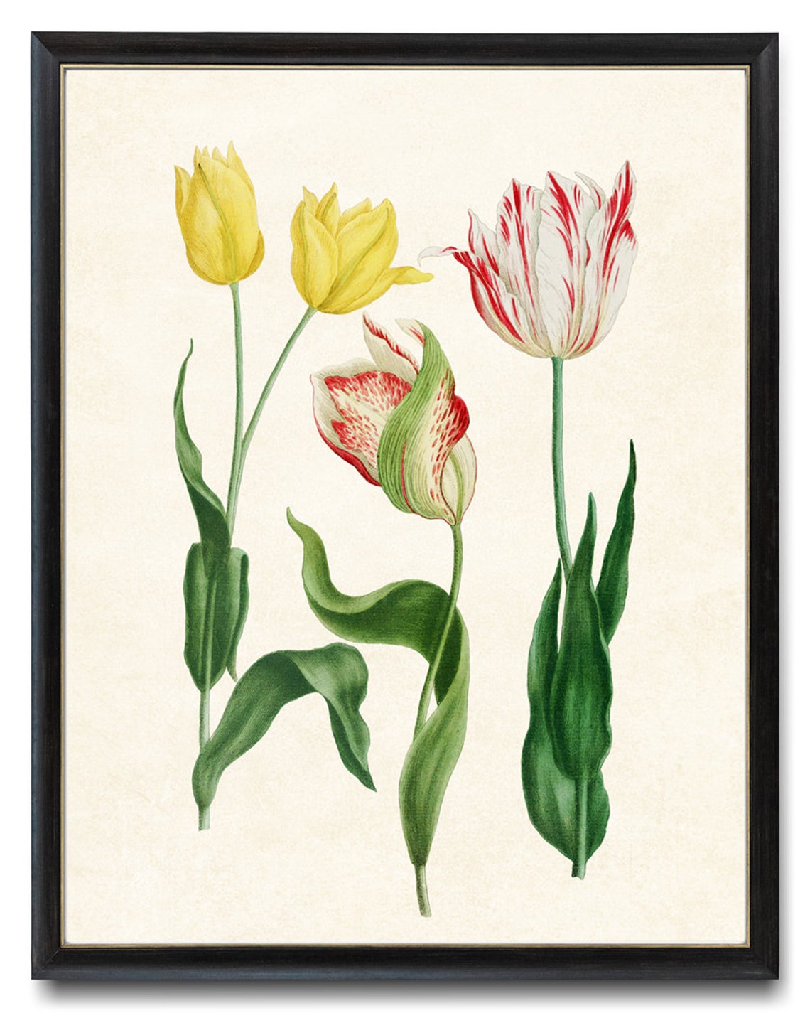 Yellow and Striped Tulips Antique Botanical Flower Study Poster