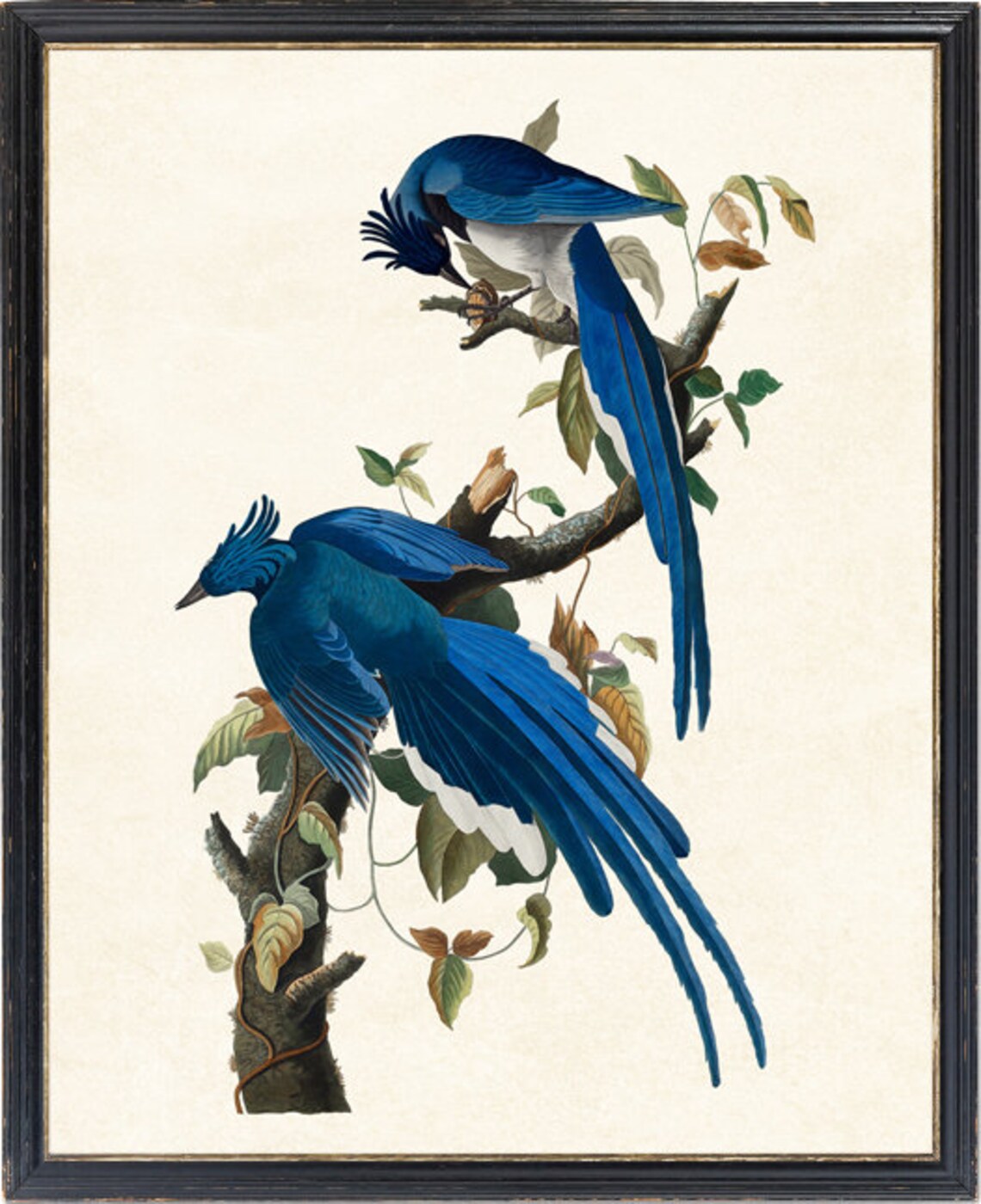 Audubon Columbia Jay Birds Vintage Illustration Art Print - Image 2