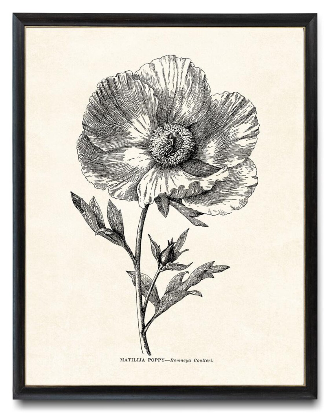 Matilija Poppy Romneya Coulteri Vintage Botanical Line Art Poster