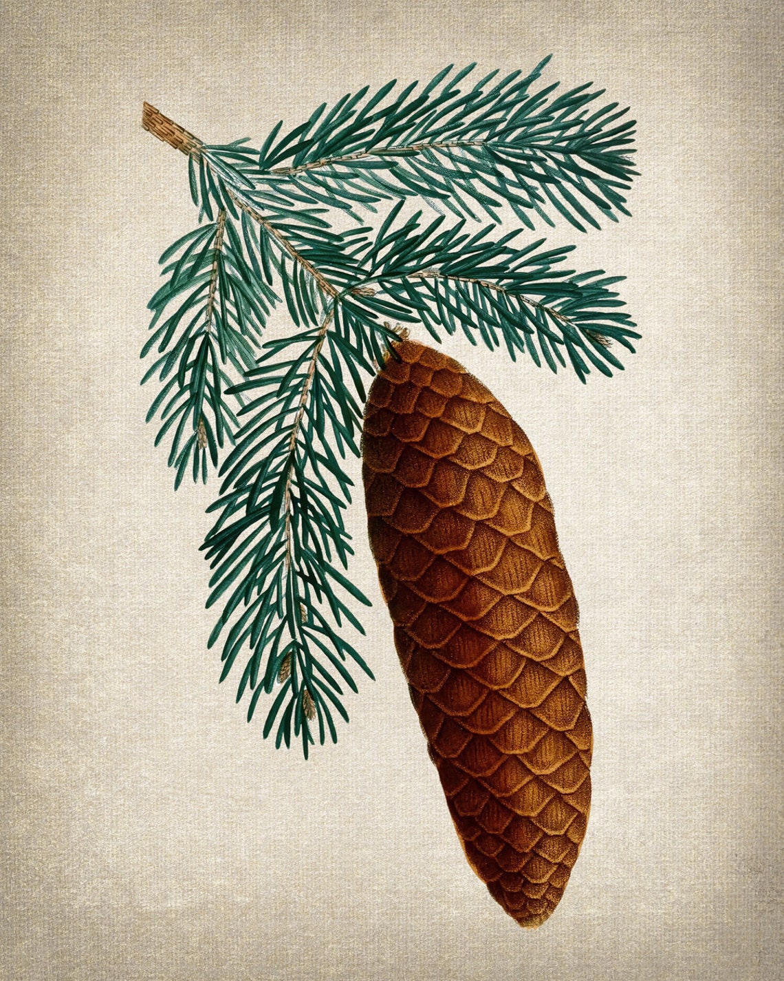 Vintage Spruce Branch Pine Cone Botanical Illustration Poster - Image 2